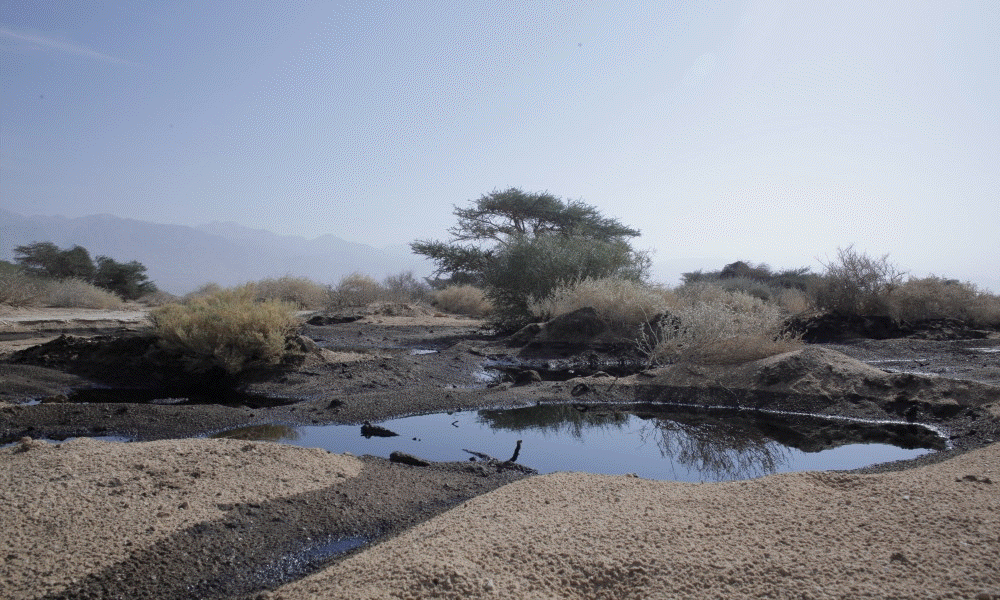wild goats in thetimna park, negev desert, israel