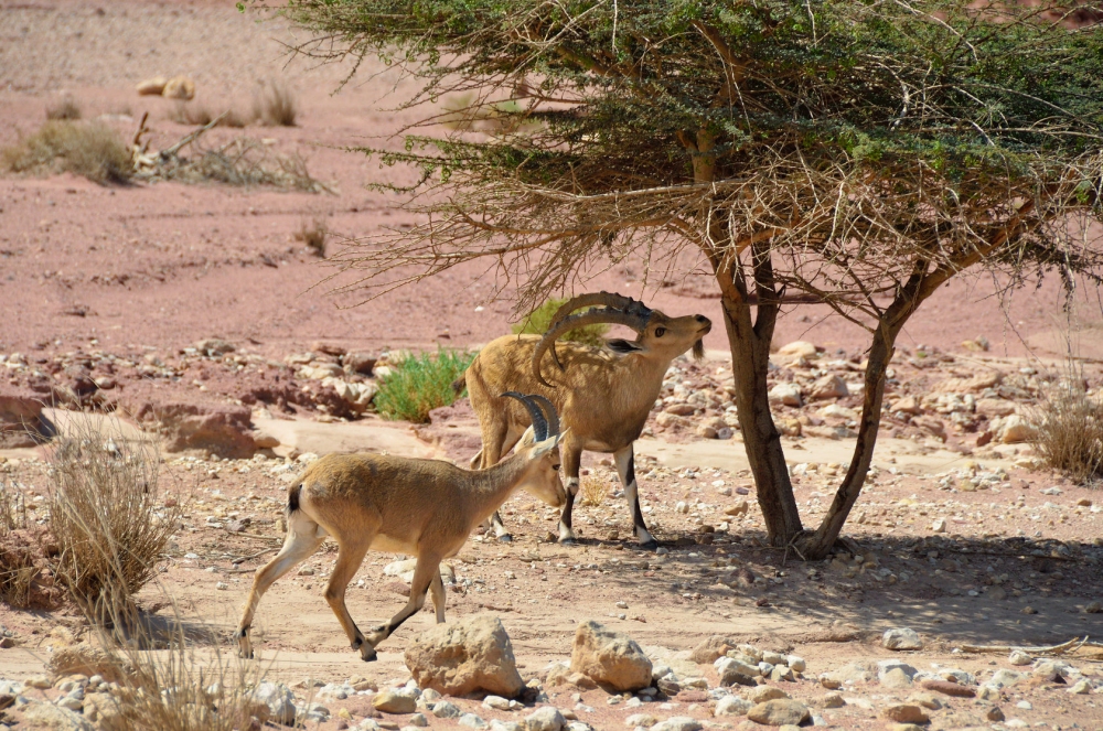 wild goats in thetimna park, negev desert, israel